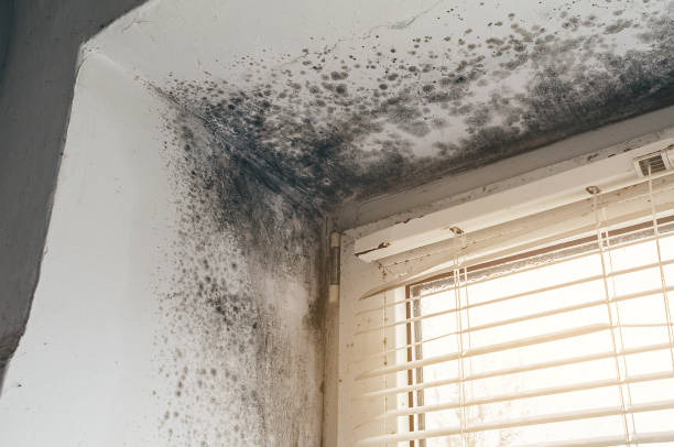 Affordable Mold Cleanup solutions in Safety Harbor, FL