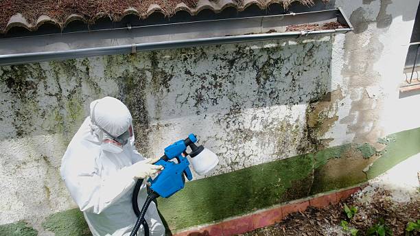 Trusted Black Mold Removal service in Safety Harbor, FL - Cheap Mold Removal